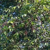 Prunus serotina