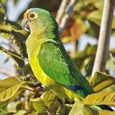Oiseaux Non Passeriformes - Psittaciformes