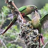 Oiseaux Non Passeriformes - Psittaciformes