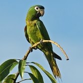 Oiseaux Non Passeriformes - Psittaciformes