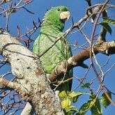 Oiseaux Non Passeriformes - Psittaciformes