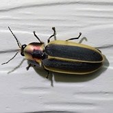 Pyractomena angulata
