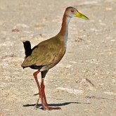 Birds Non Passeriformes - Rails, Cranes