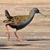 Birds Non Passeriformes - Rails, Cranes