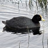 Oiseaux Non Passeriformes - Rallid&#233;s, grues