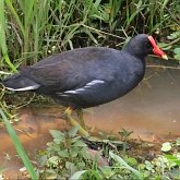 Oiseaux Non Passeriformes - Rallid&#233;s, grues