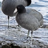 Oiseaux Non Passeriformes - Rallidés, grues