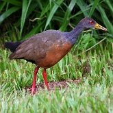 Oiseaux Non Passeriformes - Rallid&#233;s, grues