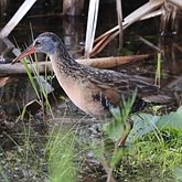 Oiseaux Non Passeriformes - Rallid&#233;s, grues