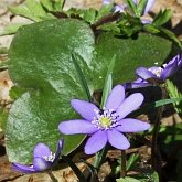 Angiospermas Eudicotiledôneas  - Ranunculales