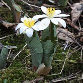 Angiospermas Eudicotiled&#244;neas  - Ranunculales