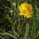 Okrytonasienne dwuliścienne - Ranunculales (jaskrowce)