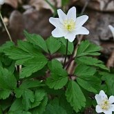 Okrytonasienne dwuliścienne - Ranunculales (jaskrowce)