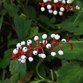 Okrytonasienne dwuliścienne - Ranunculales (jaskrowce)