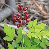 Okrytonasienne dwuliścienne - Ranunculales (jaskrowce)