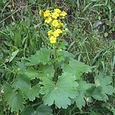 Angiospermes Eudicotylédones - Ranunculales (renonculales)