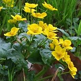 Angiospermes Eudicotylédones - Ranunculales (renonculales)