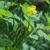 Angiospermes Eudicotyl&#233;dones - Ranunculales (renonculales)