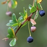 Angiospermes Eudicotyl&#233;dones - Ranunculales (renonculales)