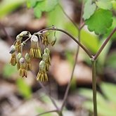 Angiospermes Eudicotyl&#233;dones - Ranunculales (renonculales)