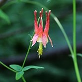 Angiospermes Eudicotylédones - Ranunculales (renonculales)