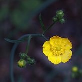Ranunculus acris