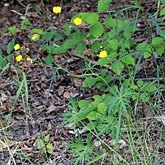 Ranunculus acris