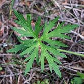Ranunculus acris