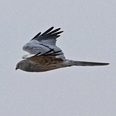 Oiseaux Non Passeriformes - Rapaces diurnes