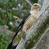 Oiseaux Non Passeriformes - Rapaces diurnes