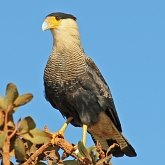 Oiseaux Non Passeriformes - Rapaces diurnes