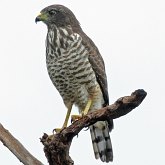 Oiseaux Non Passeriformes - Rapaces diurnes