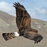 Oiseaux Non Passeriformes - Rapaces diurnes