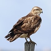 Oiseaux Non Passeriformes - Rapaces diurnes