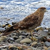 Oiseaux Non Passeriformes - Rapaces diurnes