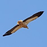 Oiseaux Non Passeriformes - Rapaces diurnes