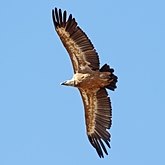 Oiseaux Non Passeriformes - Rapaces diurnes