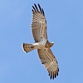 Oiseaux Non Passeriformes - Rapaces diurnes