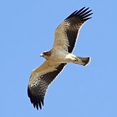 Oiseaux Non Passeriformes - Rapaces diurnes