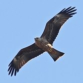 Oiseaux Non Passeriformes - Rapaces diurnes