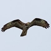 Oiseaux Non Passeriformes - Rapaces diurnes