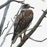 Oiseaux Non Passeriformes - Rapaces diurnes
