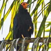 Oiseaux Non Passeriformes - Rapaces diurnes