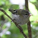 Ptaki Passeriformes - Regulidae (mysikr&#243;liki)