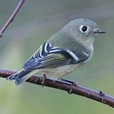 Ptaki Passeriformes - Regulidae (mysikr&#243;liki)