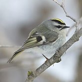 Oiseaux Passeriformes - Regulidae (roitelets)