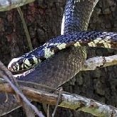 Vertebrados, outros - Répteis escamados