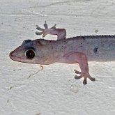 Vertebrados, outros - R&#233;pteis escamados