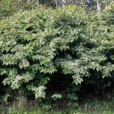 Reynoutria japonica