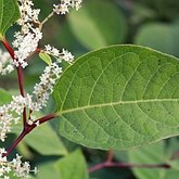 Reynoutria japonica
